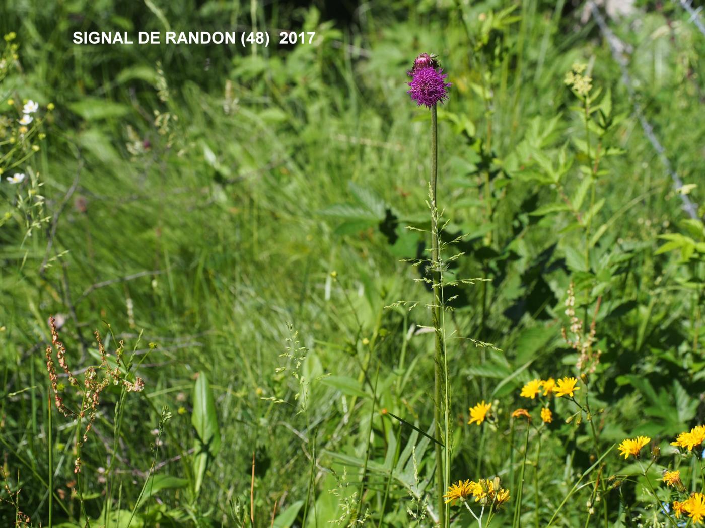 Thistle, Brook plant